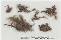 藏品(大葉毛燈苔)的圖片